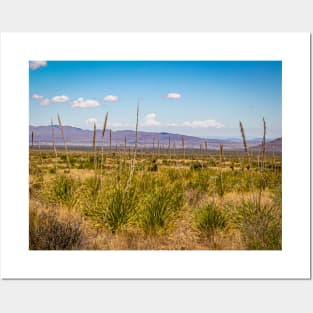 Sotol in the Chihuahuan Desert Posters and Art